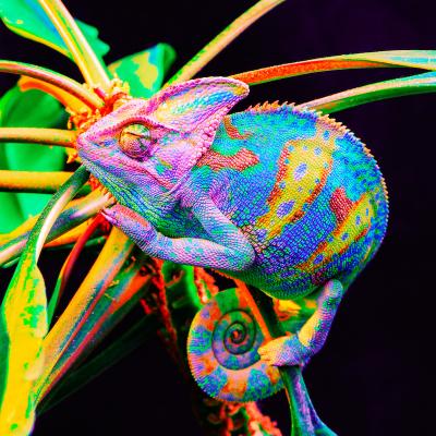 Reptiles Reptiles