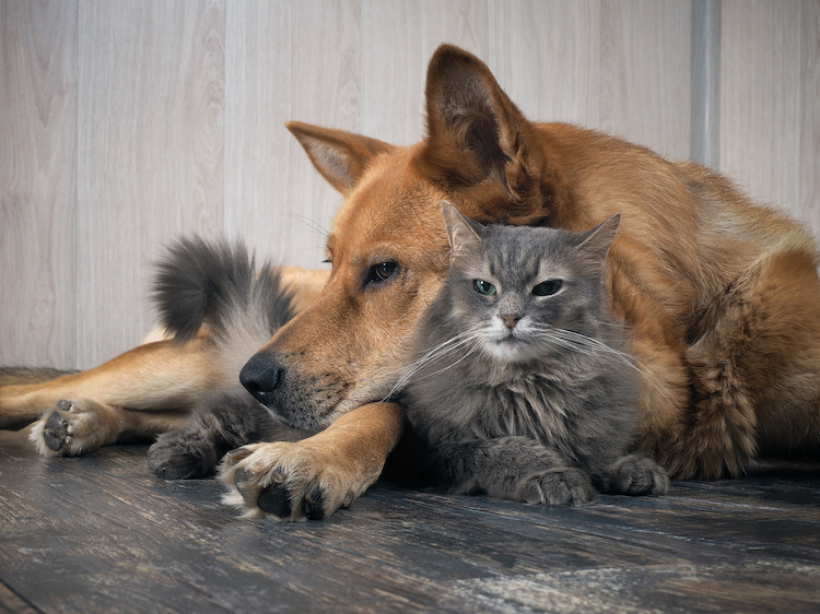 Chiens & Chats Chiens & Chats
