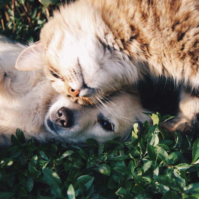 Chiens & Chats Chiens & Chats