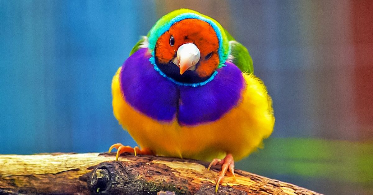 Oiseaux Oiseaux