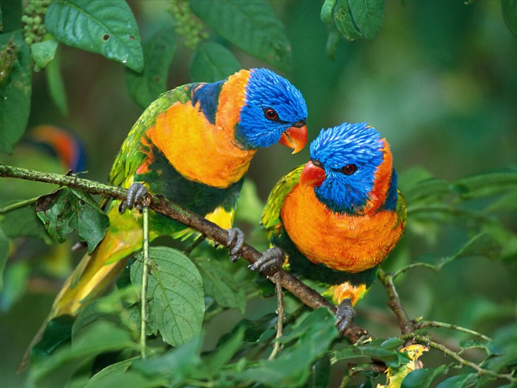 Oiseaux Oiseaux