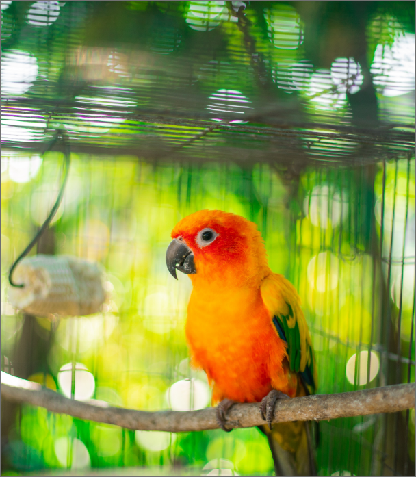 Oiseaux Oiseaux