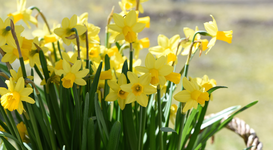 Les premières fleurs du printemps : 7 variétés à découvrir absolument à Marseille