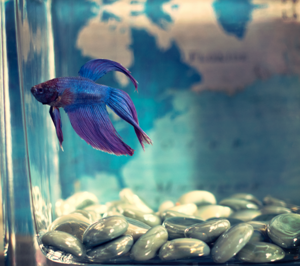 Poissons Poissons