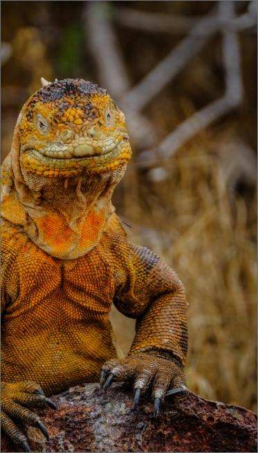 Reptiles Reptiles
