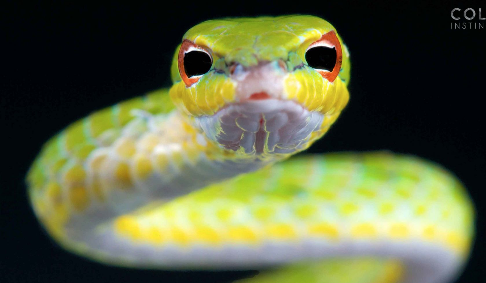 Reptiles Reptiles